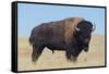 Buffalo-DLILLC-Framed Stretched Canvas