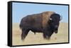 Buffalo-DLILLC-Framed Stretched Canvas