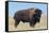 Buffalo-DLILLC-Framed Stretched Canvas