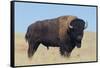 Buffalo-DLILLC-Framed Stretched Canvas