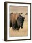 Buffalo-DLILLC-Framed Premium Photographic Print