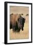 Buffalo-DLILLC-Framed Premium Photographic Print