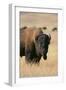 Buffalo-DLILLC-Framed Premium Photographic Print