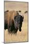 Buffalo-DLILLC-Mounted Premium Photographic Print