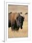 Buffalo-DLILLC-Framed Premium Photographic Print