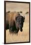 Buffalo-DLILLC-Framed Premium Photographic Print