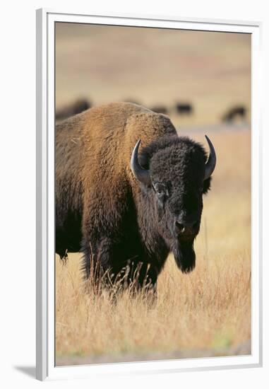 Buffalo-DLILLC-Framed Premium Photographic Print