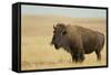 Buffalo-DLILLC-Framed Stretched Canvas