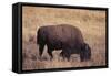 Buffalo-DLILLC-Framed Stretched Canvas