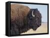 Buffalo-DLILLC-Framed Stretched Canvas