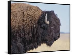 Buffalo-DLILLC-Framed Stretched Canvas