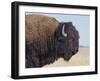 Buffalo-DLILLC-Framed Premium Photographic Print