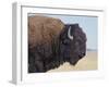 Buffalo-DLILLC-Framed Premium Photographic Print