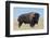 Buffalo-DLILLC-Framed Premium Photographic Print