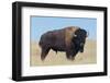 Buffalo-DLILLC-Framed Premium Photographic Print