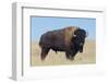 Buffalo-DLILLC-Framed Premium Photographic Print