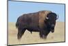 Buffalo-DLILLC-Mounted Premium Photographic Print