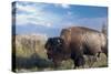 Buffalo-Gordon Semmens-Stretched Canvas