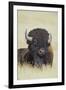 Buffalo-DLILLC-Framed Photographic Print