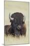 Buffalo-DLILLC-Mounted Photographic Print