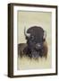 Buffalo-DLILLC-Framed Photographic Print