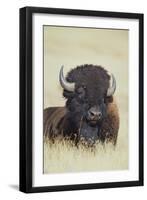 Buffalo-DLILLC-Framed Photographic Print