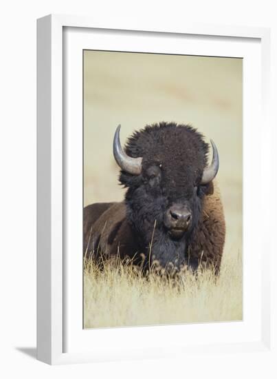 Buffalo-DLILLC-Framed Photographic Print