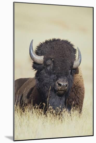 Buffalo-DLILLC-Mounted Photographic Print