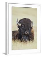 Buffalo-DLILLC-Framed Photographic Print