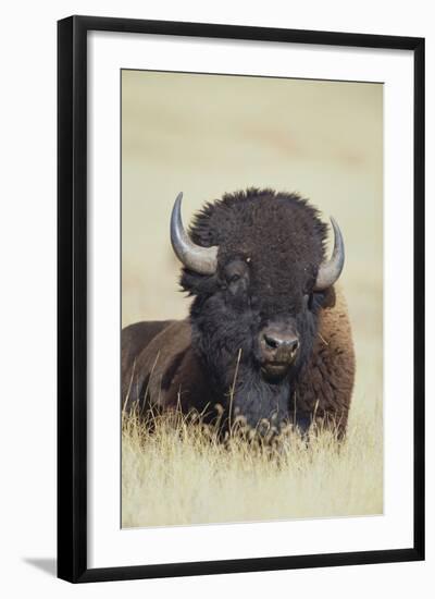 Buffalo-DLILLC-Framed Photographic Print