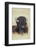 Buffalo-DLILLC-Framed Photographic Print