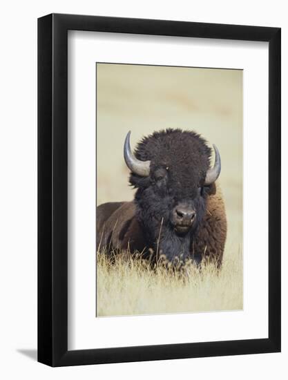 Buffalo-DLILLC-Framed Photographic Print