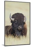 Buffalo-DLILLC-Mounted Photographic Print