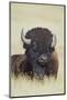 Buffalo-DLILLC-Mounted Photographic Print