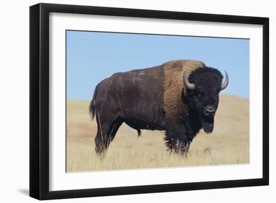 Buffalo-DLILLC-Framed Photographic Print