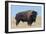 Buffalo-DLILLC-Framed Photographic Print