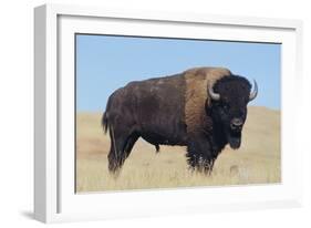 Buffalo-DLILLC-Framed Photographic Print