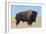 Buffalo-DLILLC-Framed Photographic Print