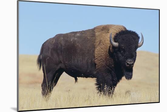 Buffalo-DLILLC-Mounted Photographic Print