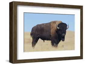 Buffalo-DLILLC-Framed Photographic Print