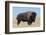 Buffalo-DLILLC-Framed Photographic Print