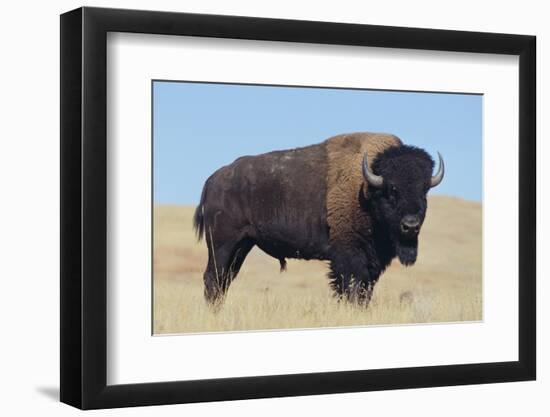 Buffalo-DLILLC-Framed Photographic Print