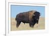 Buffalo-DLILLC-Framed Photographic Print