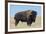 Buffalo-DLILLC-Framed Photographic Print