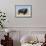 Buffalo-DLILLC-Framed Photographic Print displayed on a wall