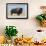 Buffalo-DLILLC-Framed Photographic Print displayed on a wall