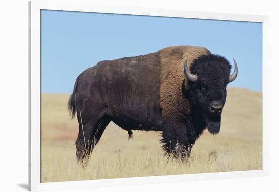 Buffalo-DLILLC-Framed Photographic Print