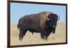 Buffalo-DLILLC-Framed Photographic Print