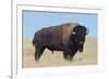 Buffalo-DLILLC-Framed Photographic Print