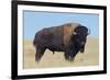 Buffalo-DLILLC-Framed Photographic Print